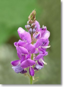 desmodium acheter avis posologie