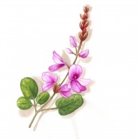 desmodium acheter avis posologie