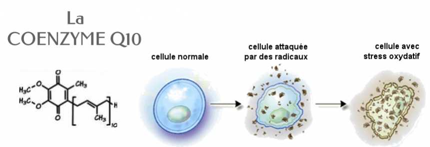La Coenzyme Q10 Définition
